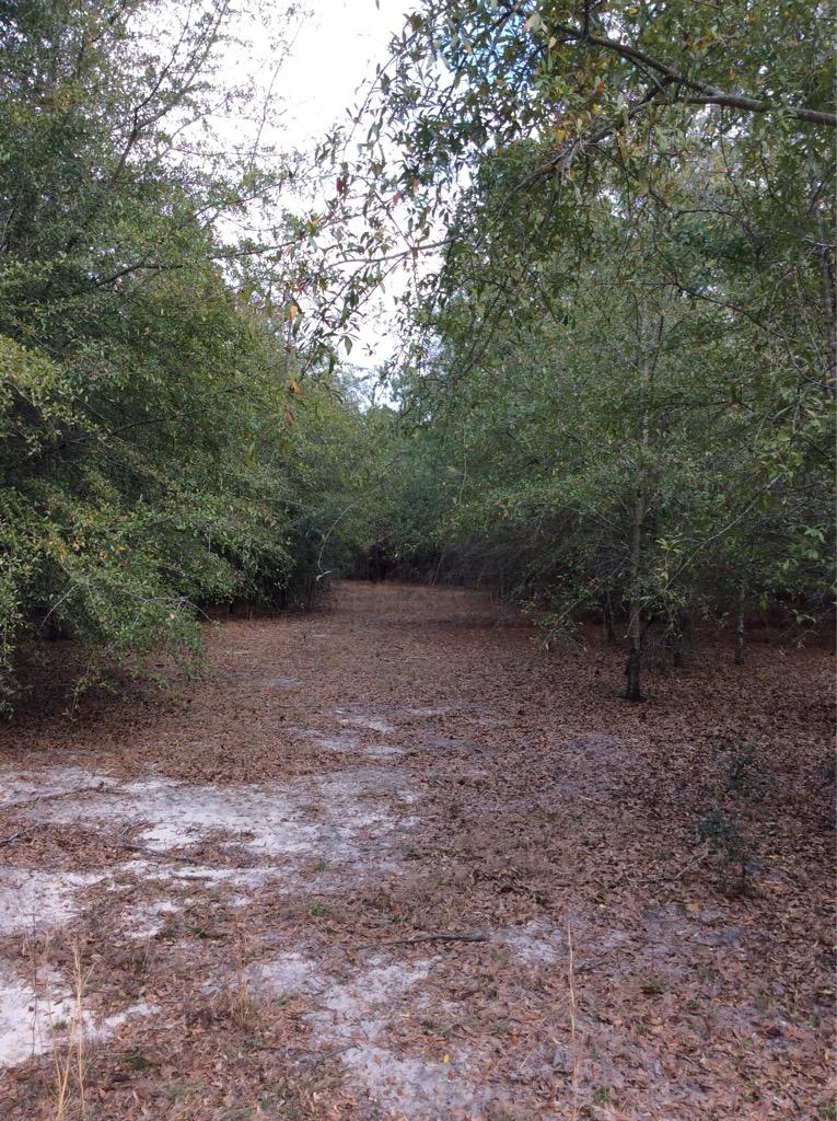 O Lumber Road Ruffin, SC 29475 - Photo 8 of 14 IMG_1371