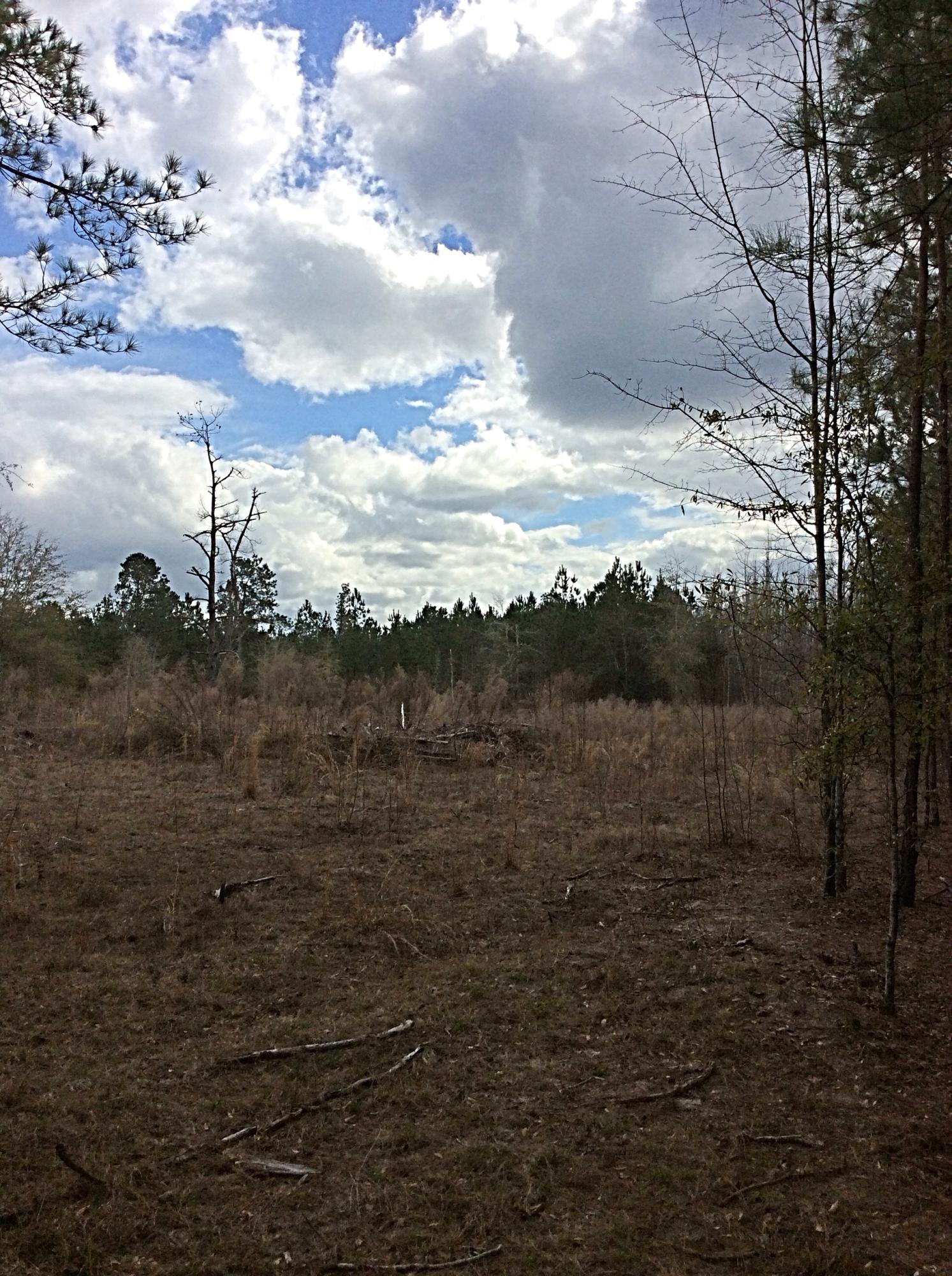 O Lumber Road Ruffin, SC 29475 - Photo 9 of 14 IMG_1372