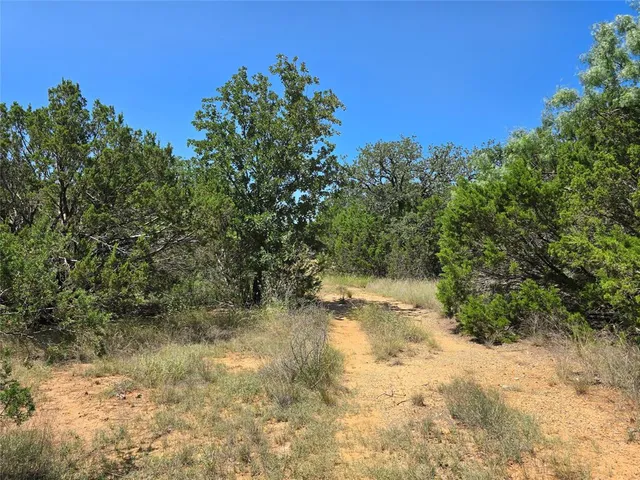 a view of a yard with plants and trees