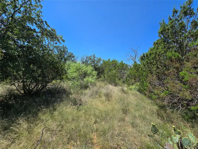 a view of a forest with a tree