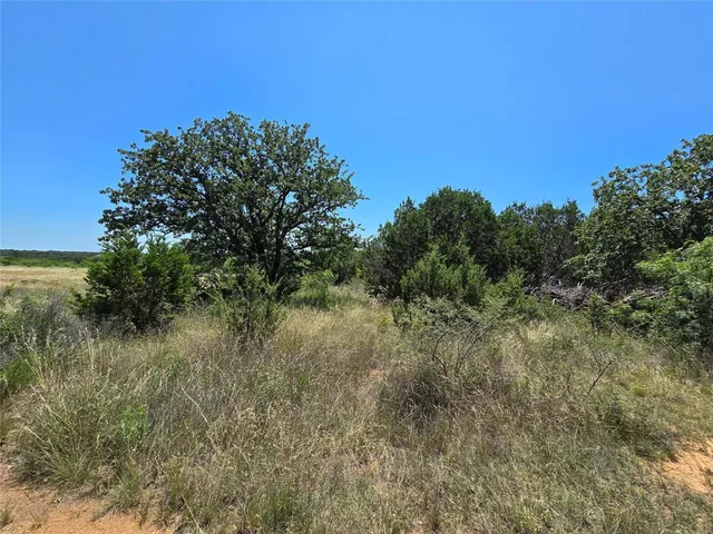a view of a tree in a yard