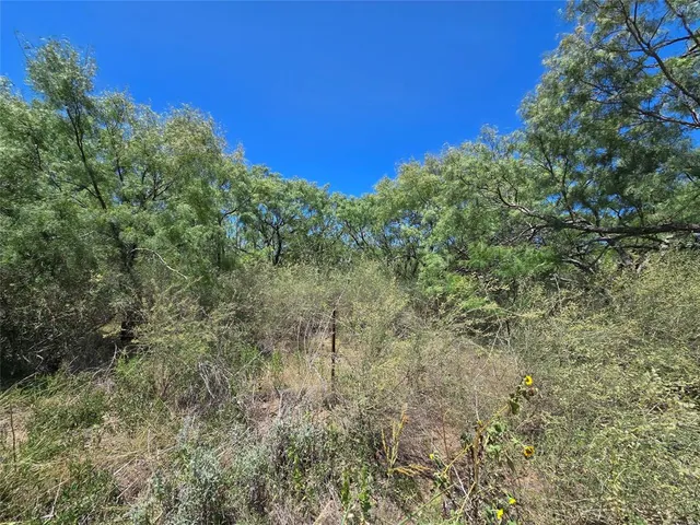 a view of a lush green forest