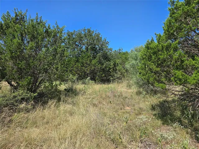 a view of a yard with plants and a tree