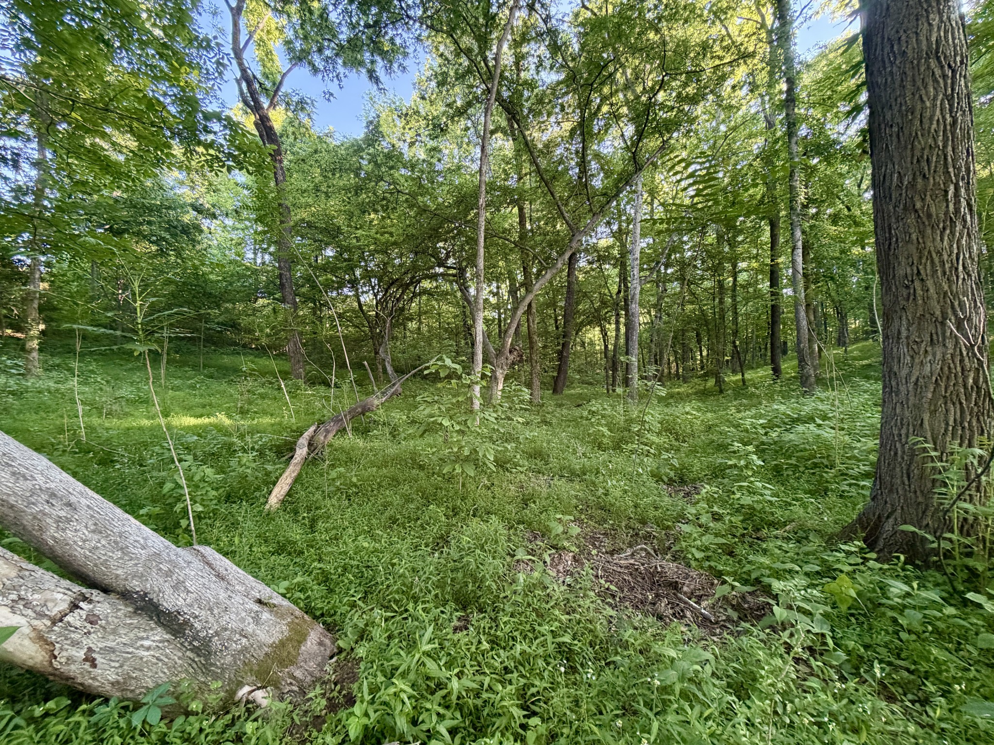 497 Rascal Town Road Loretto, TN 38469 - Photo 24 of 30 a big yard with lots of green space and deers