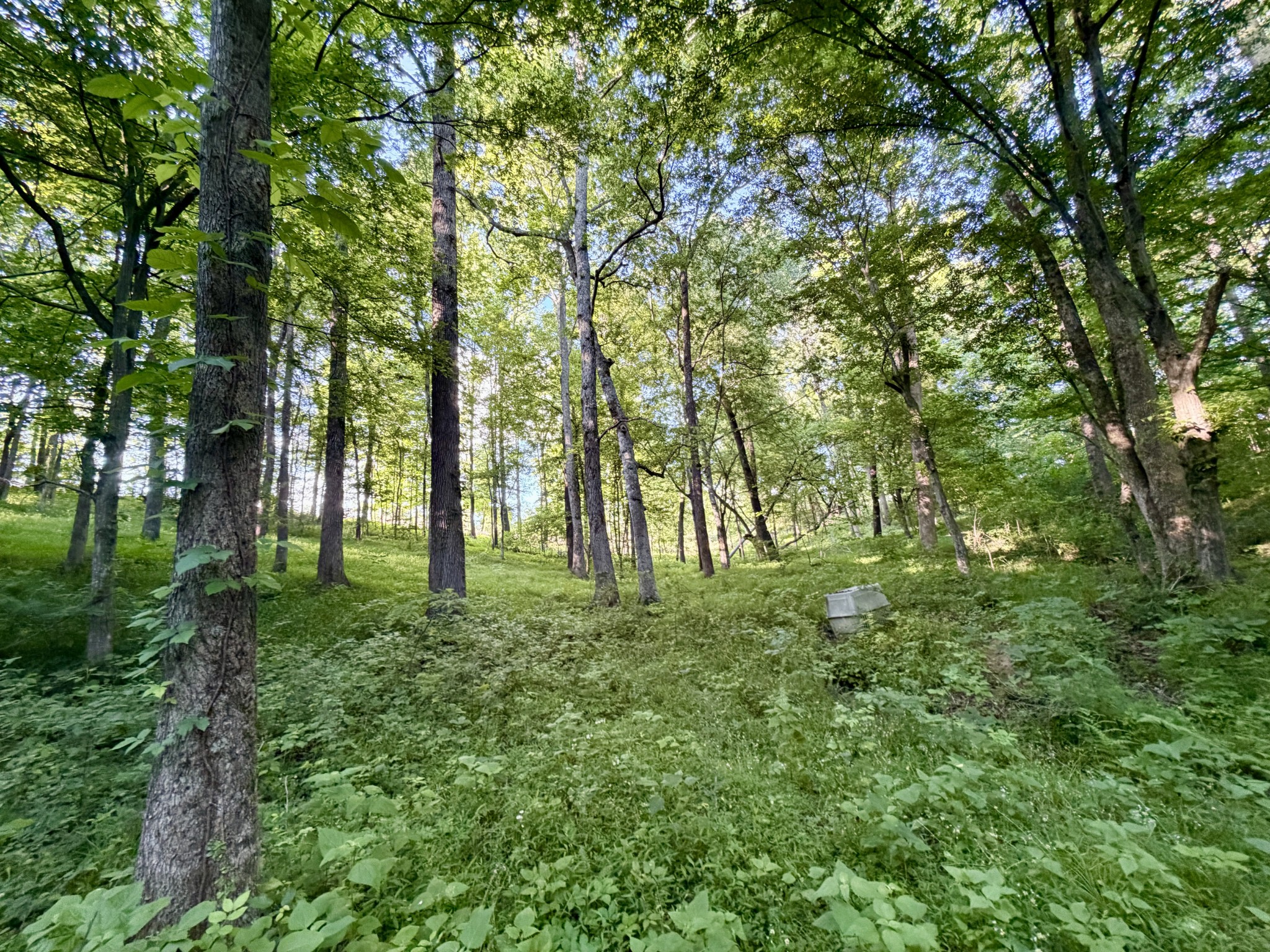 497 Rascal Town Road Loretto, TN 38469 - Photo 25 of 30 a big yard with lots of green space and trees