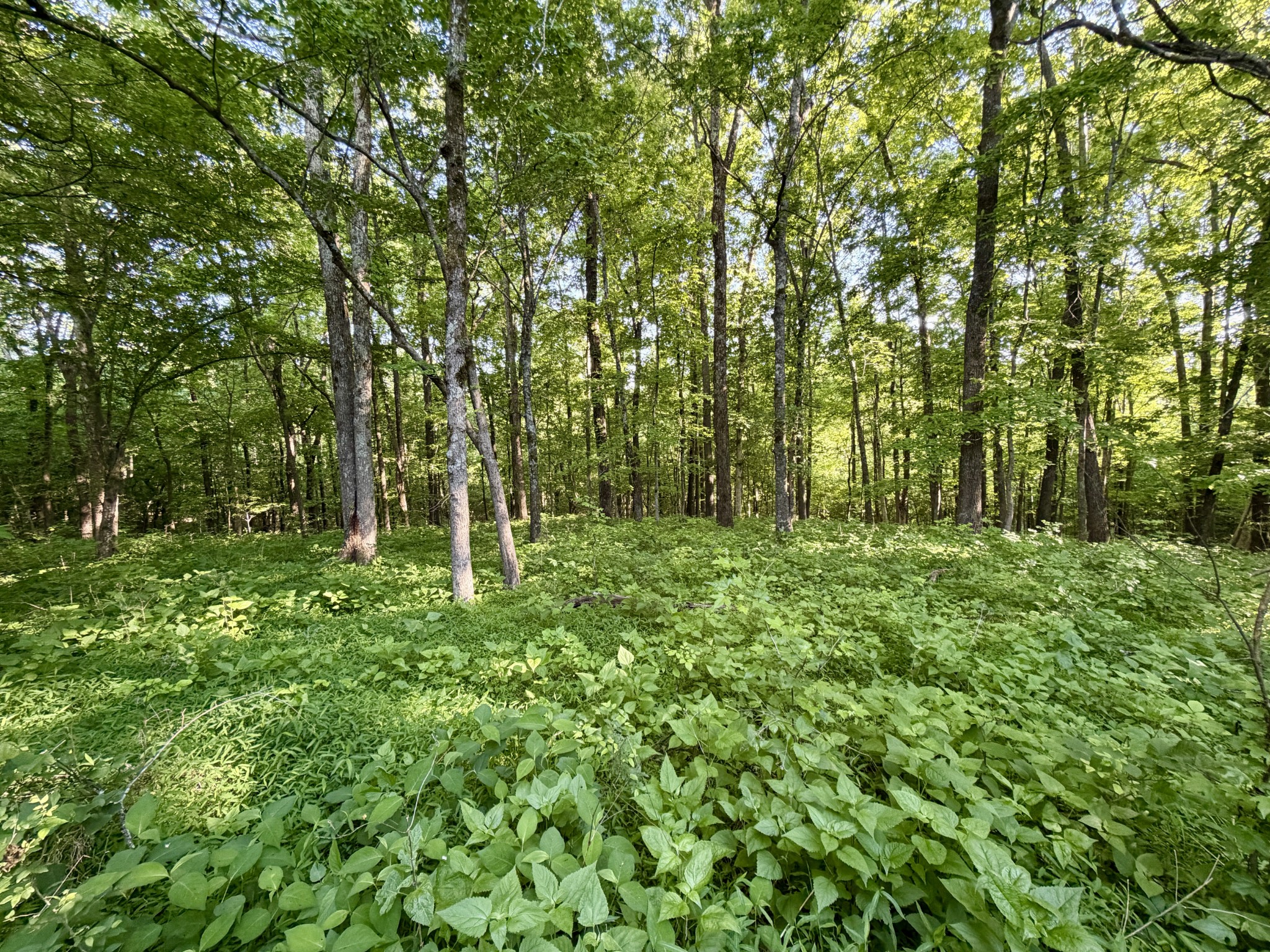 497 Rascal Town Road Loretto, TN 38469 - Photo 26 of 30 a green field with lots of bushes