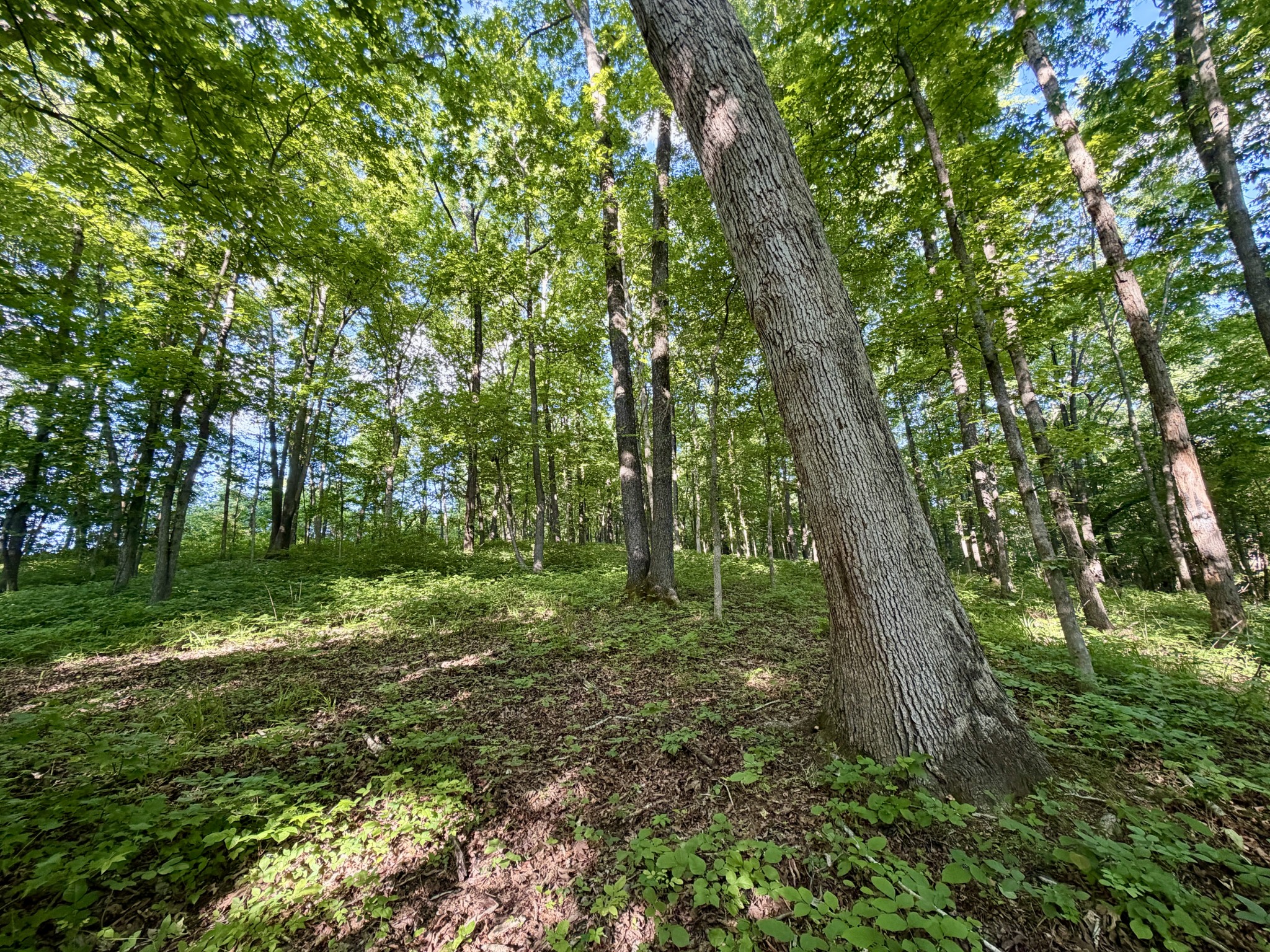 497 Rascal Town Road Loretto, TN 38469 - Photo 27 of 30 a view of a forest with trees