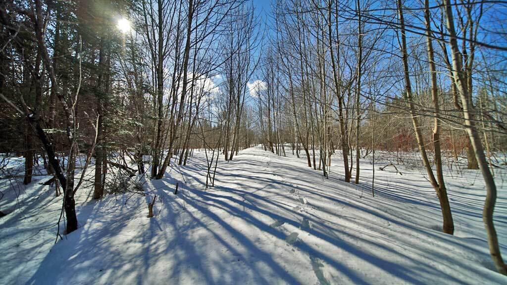 127 White Road Ludlow, ME 04730 - Photo 4 of 38 35-acres-maine-land-cabin
