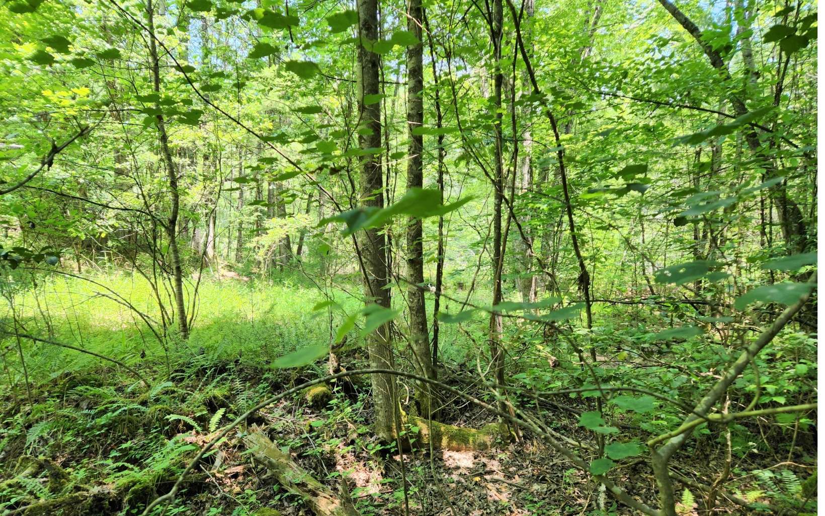 0 Dotson Road Murphy, NC 28906 - Photo 5 of 5 Additional View
