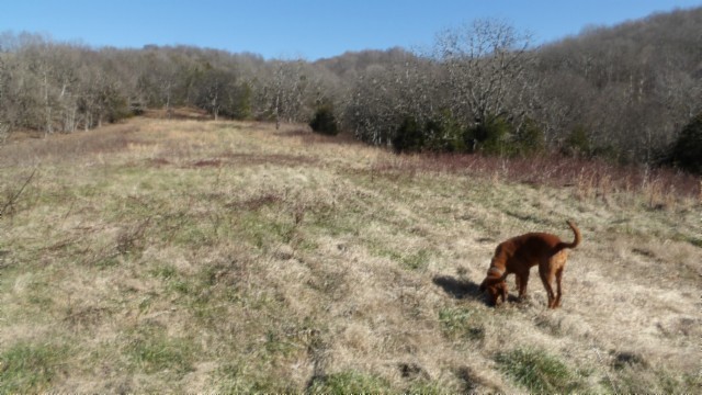 0 Spring Fork Road Granville, TN 38564 - Photo 1 of 79 Gallery Image 1