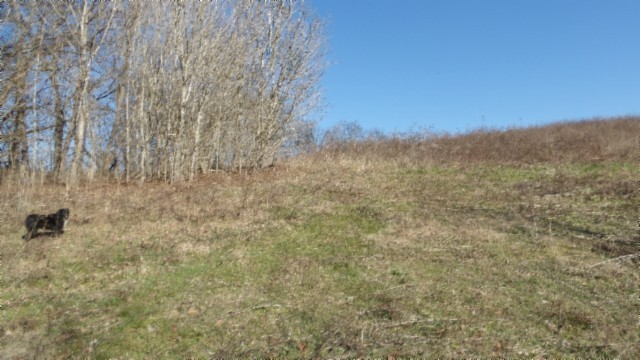 0 Spring Fork Road Granville, TN 38564 - Photo 12 of 79 Gallery Image 12