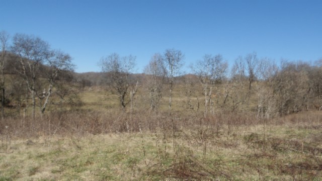 0 Spring Fork Road Granville, TN 38564 - Photo 18 of 79 Gallery Image 18