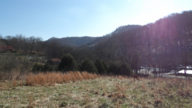 0 Spring Fork Road Granville, TN 38564 - Photo 20 of 79 Gallery Image 20