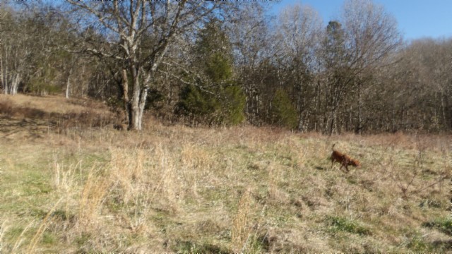 0 Spring Fork Road Granville, TN 38564 - Photo 22 of 79 Gallery Image 22