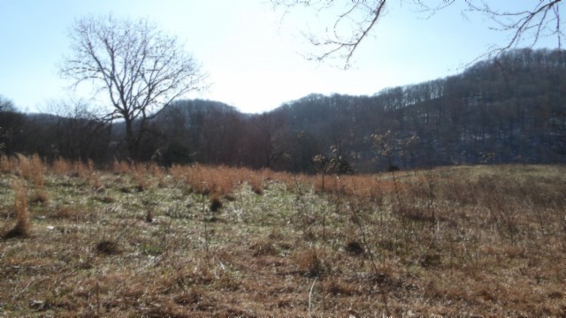 0 Spring Fork Road Granville, TN 38564 - Photo 28 of 79 Gallery Image 28