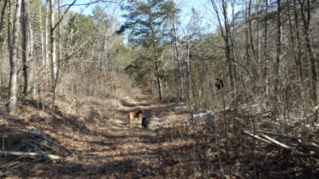 0 Spring Fork Road Granville, TN 38564 - Photo 35 of 79 Gallery Image 35