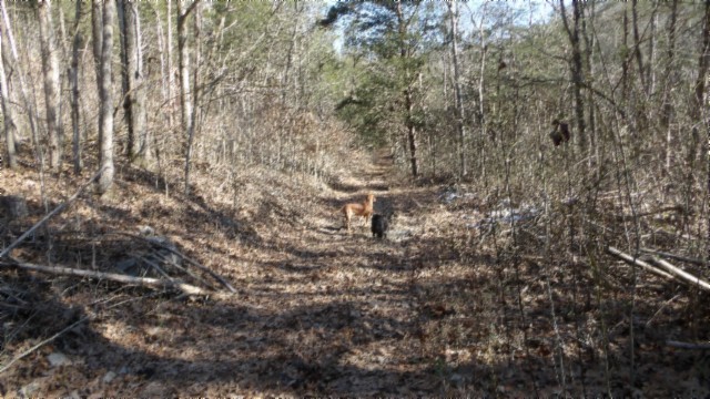 0 Spring Fork Road Granville, TN 38564 - Photo 36 of 79 Gallery Image 36