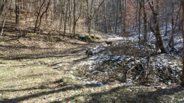 0 Spring Fork Road Granville, TN 38564 - Photo 37 of 79 Gallery Image 37