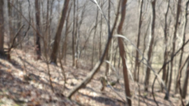 0 Spring Fork Road Granville, TN 38564 - Photo 45 of 79 Gallery Image 45