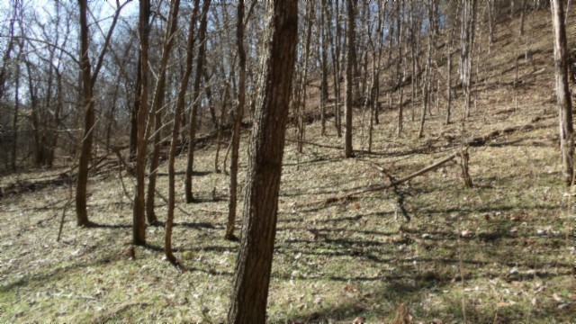 0 Spring Fork Road Granville, TN 38564 - Photo 54 of 79 Gallery Image 54