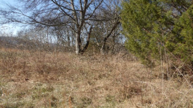 0 Spring Fork Road Granville, TN 38564 - Photo 60 of 79 Gallery Image 60