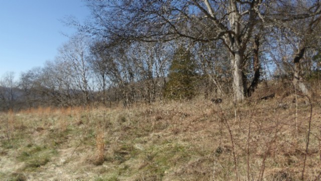 0 Spring Fork Road Granville, TN 38564 - Photo 62 of 79 Gallery Image 62