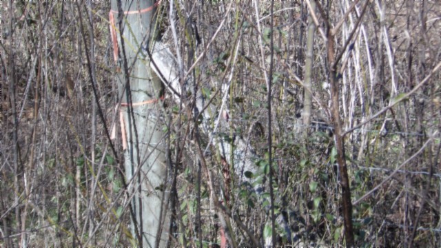 0 Spring Fork Road Granville, TN 38564 - Photo 74 of 79 Gallery Image 74