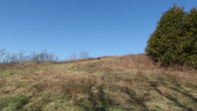 0 Spring Fork Road Granville, TN 38564 - Photo 10 of 79 Gallery Image 10