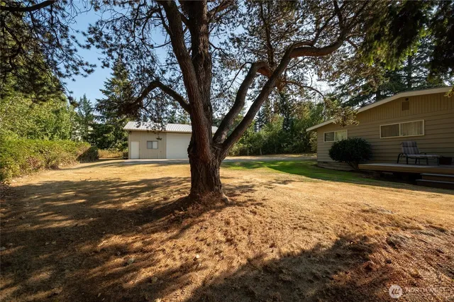 a tree in the middle of a yard