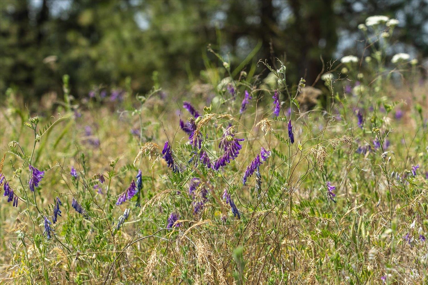 36000 South Bootstrap Lane, Unit PARCEL 11091 9026 Cheney, WA 99004 - Photo 12 of 15
