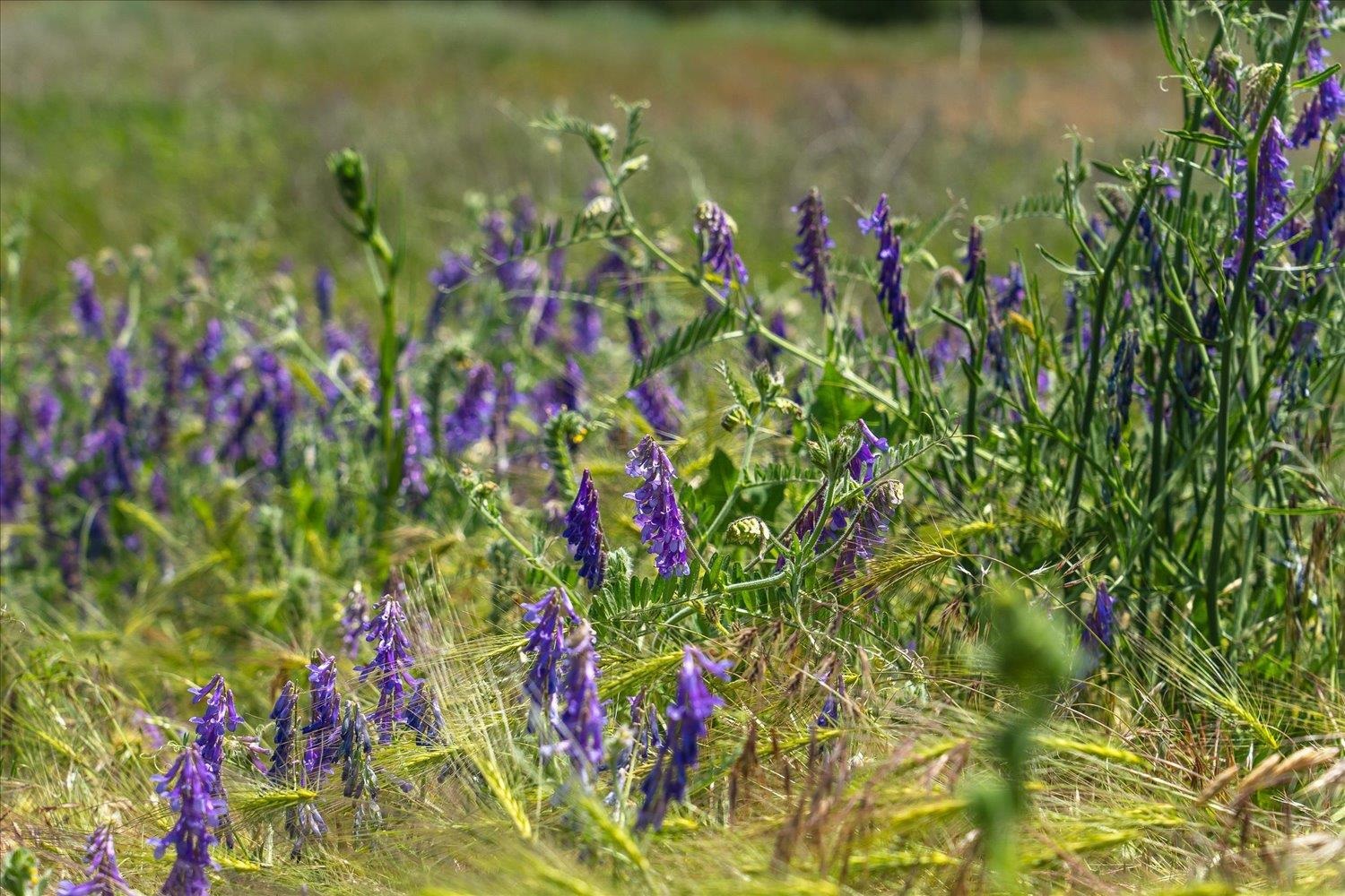 36000 South Bootstrap Lane, Unit PARCEL 11091 9026 Cheney, WA 99004 - Photo 15 of 15