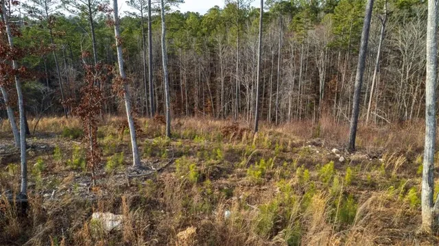 a view of a yard with trees
