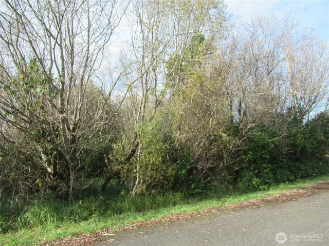 a view of a pathway of a forest