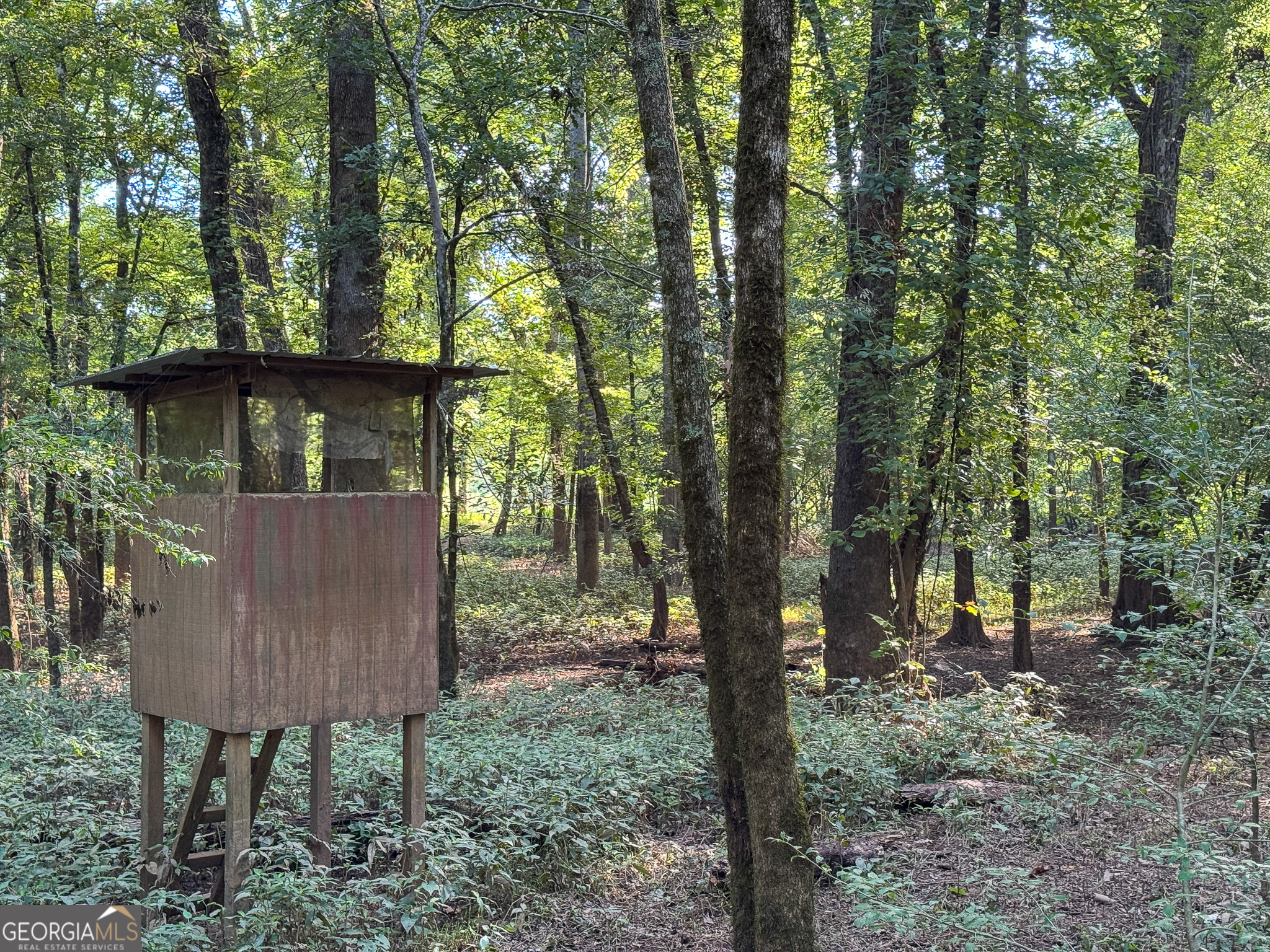 a view of a bench in a forest