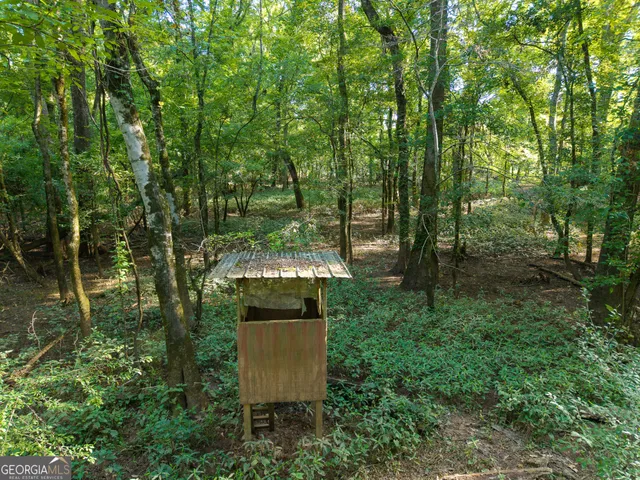 a view of a lush green forest