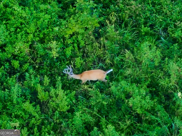 a view of a lush green forest
