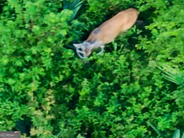 a backyard of a house with a yard and large trees