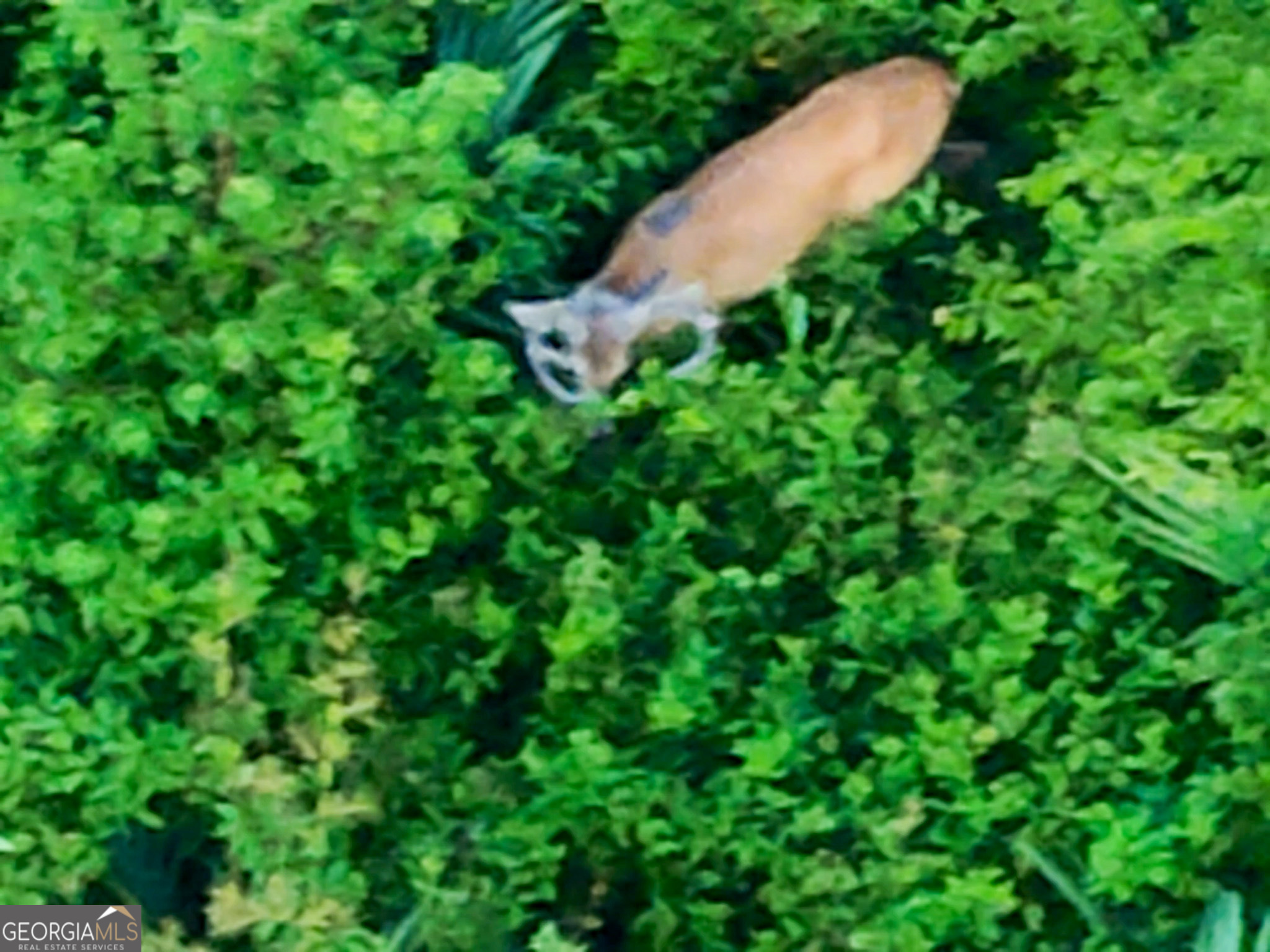 583 Treisch Road Pineview, GA 31071 - Photo 16 of 53 a view of a garden
