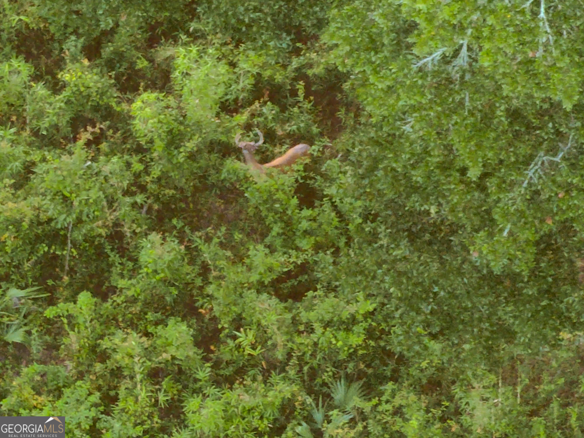 583 Treisch Road Pineview, GA 31071 - Photo 17 of 53 a view of a lush green forest