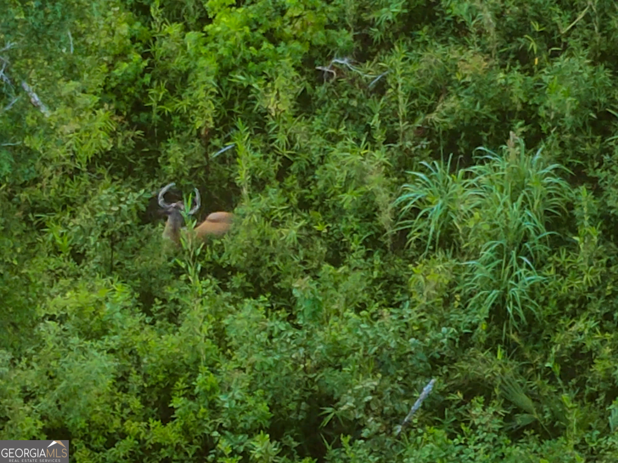 583 Treisch Road Pineview, GA 31071 - Photo 18 of 53 a view of a lush green forest with lots of trees