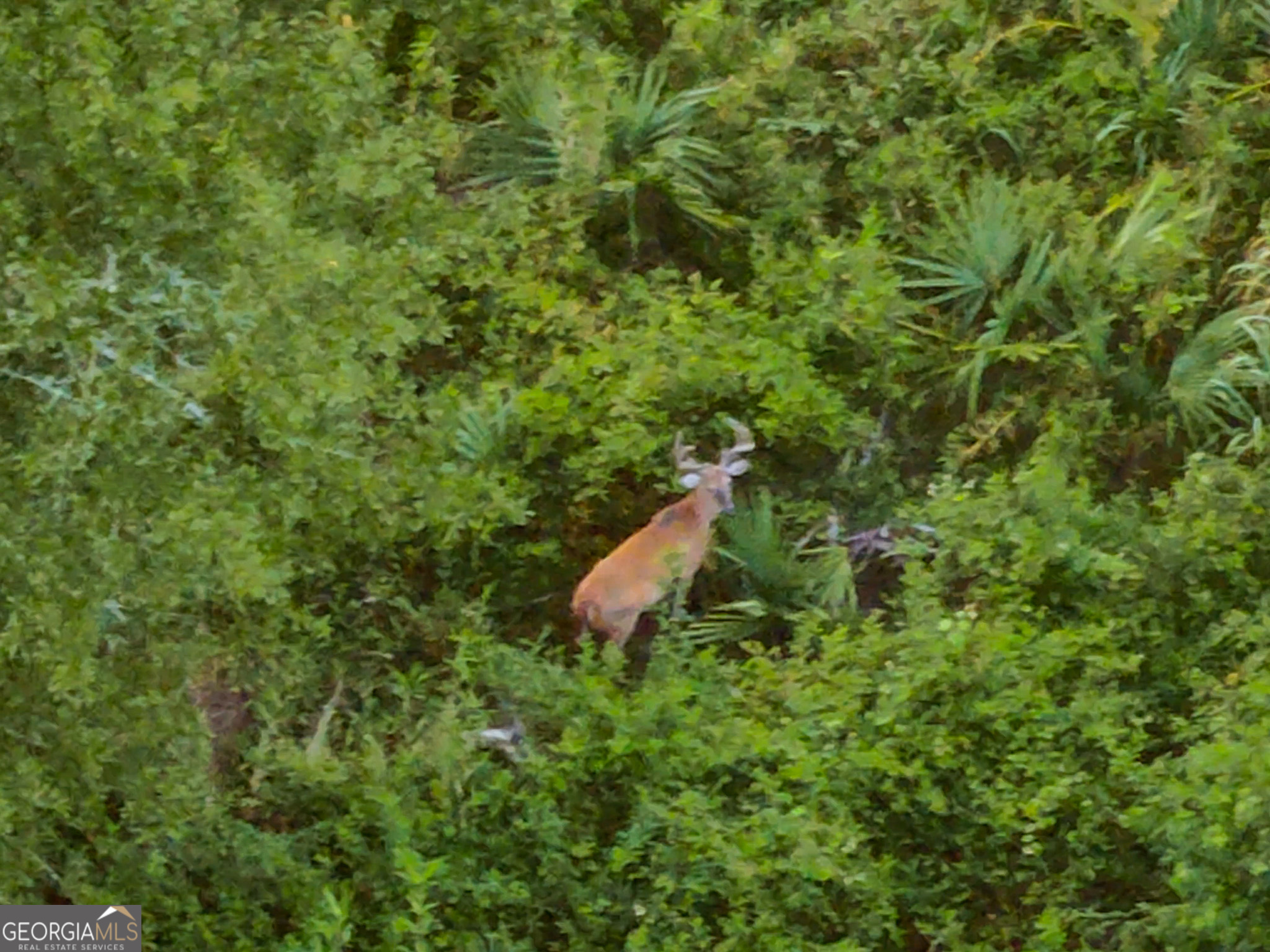 583 Treisch Road Pineview, GA 31071 - Photo 19 of 53 a view of a house in a forest