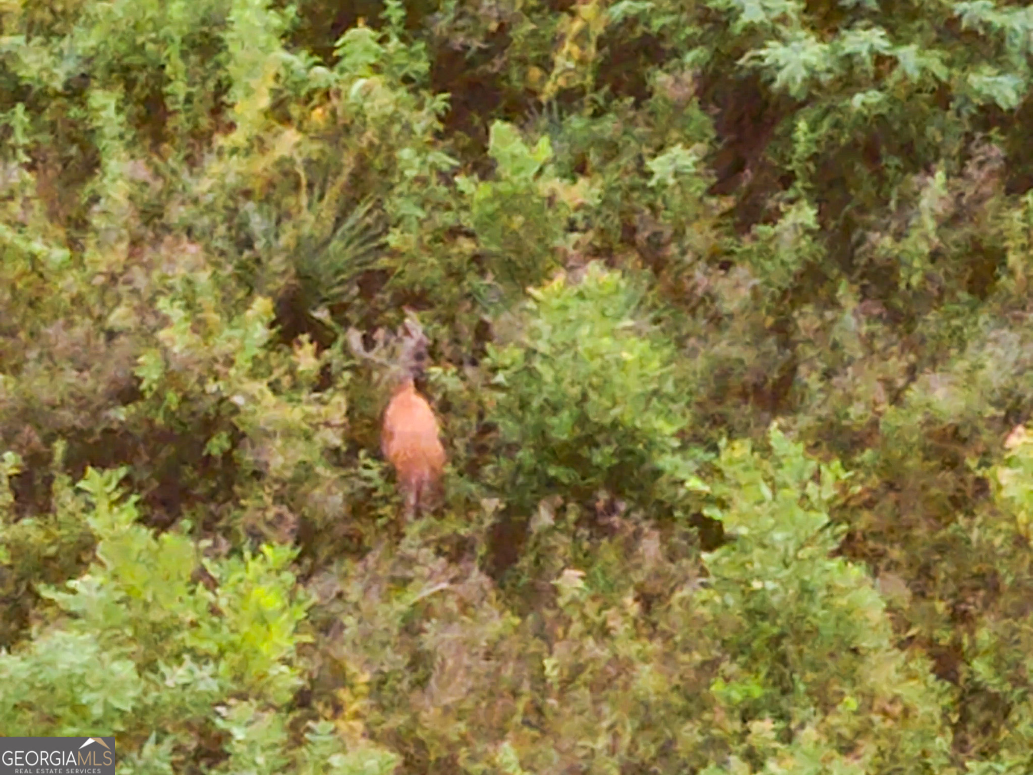 583 Treisch Road Pineview, GA 31071 - Photo 20 of 53 a backyard of a house with a yard and large trees