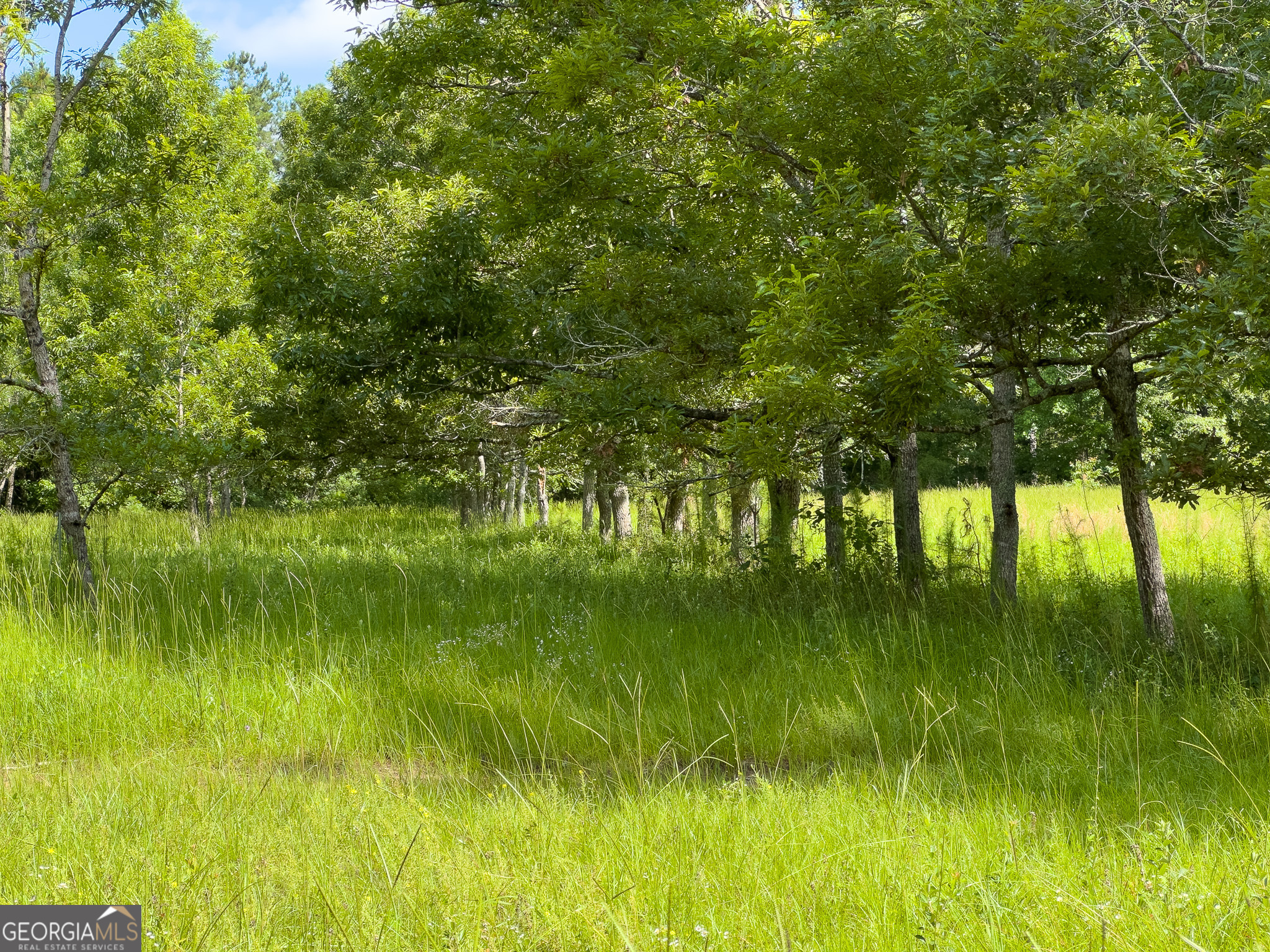 583 Treisch Road Pineview, GA 31071 - Photo 32 of 53 a backyard of a house with lots of green space