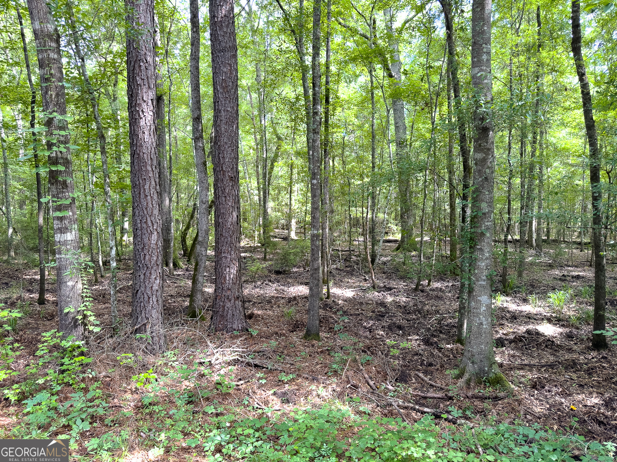 583 Treisch Road Pineview, GA 31071 - Photo 34 of 53 a view of a forest that has large trees
