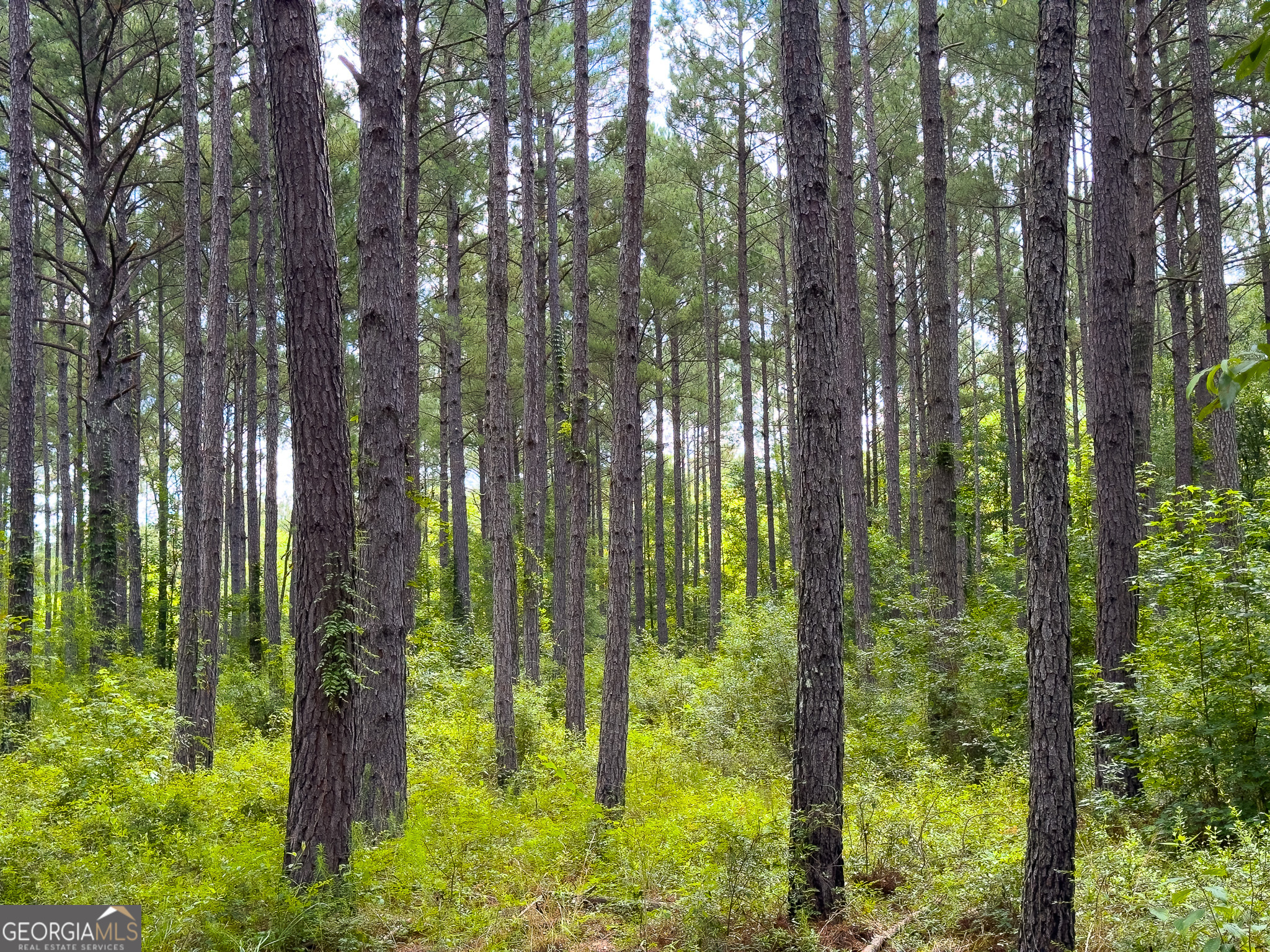 583 Treisch Road Pineview, GA 31071 - Photo 35 of 53 a backyard of a house with lots of green space