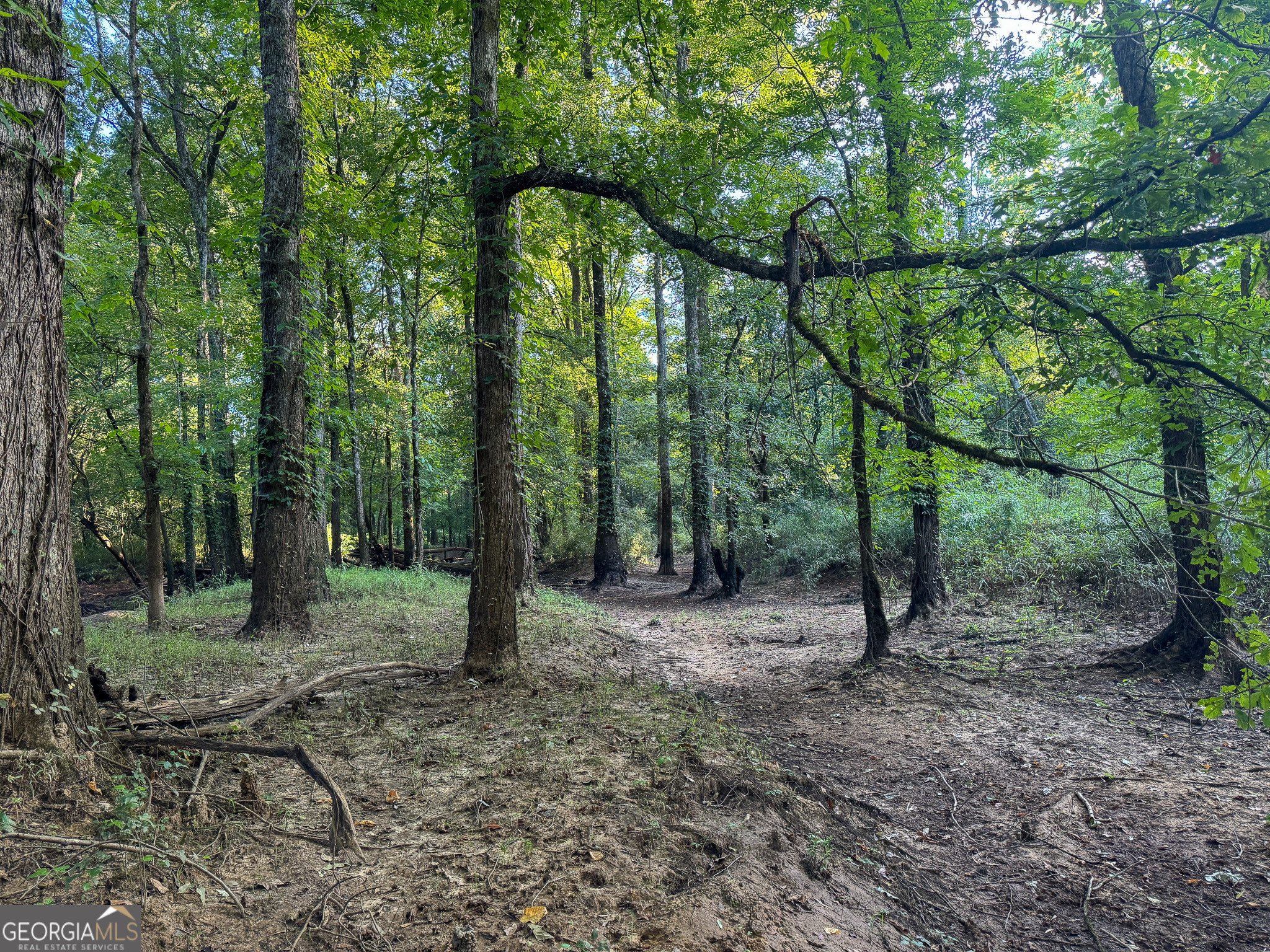 583 Treisch Road Pineview, GA 31071 - Photo 38 of 53 a view of a forest with trees in the background