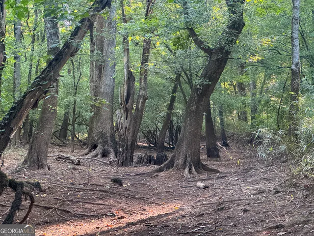 a view of a forest with large trees