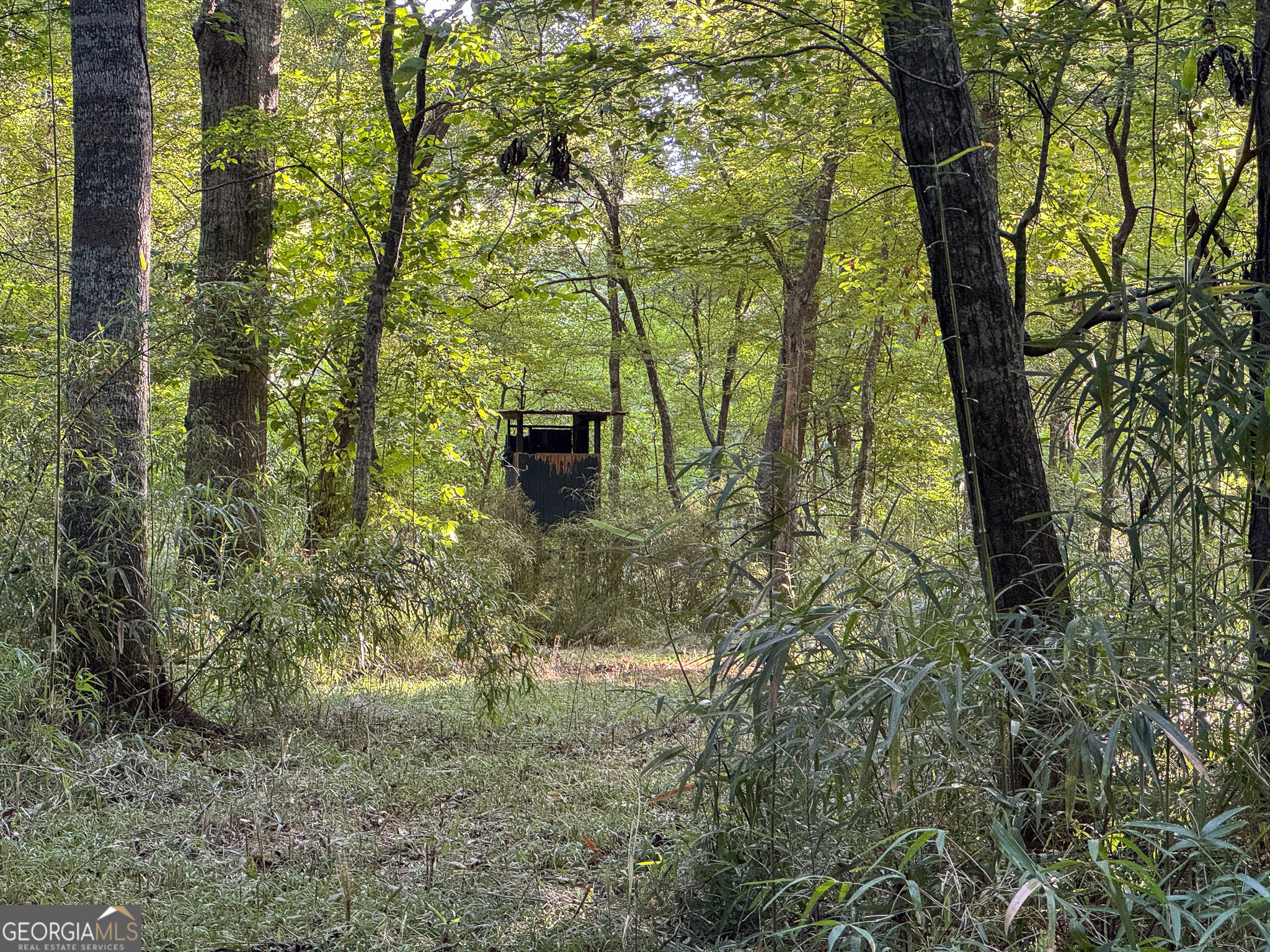 583 Treisch Road Pineview, GA 31071 - Photo 41 of 53 a backyard of a house with lots of green space
