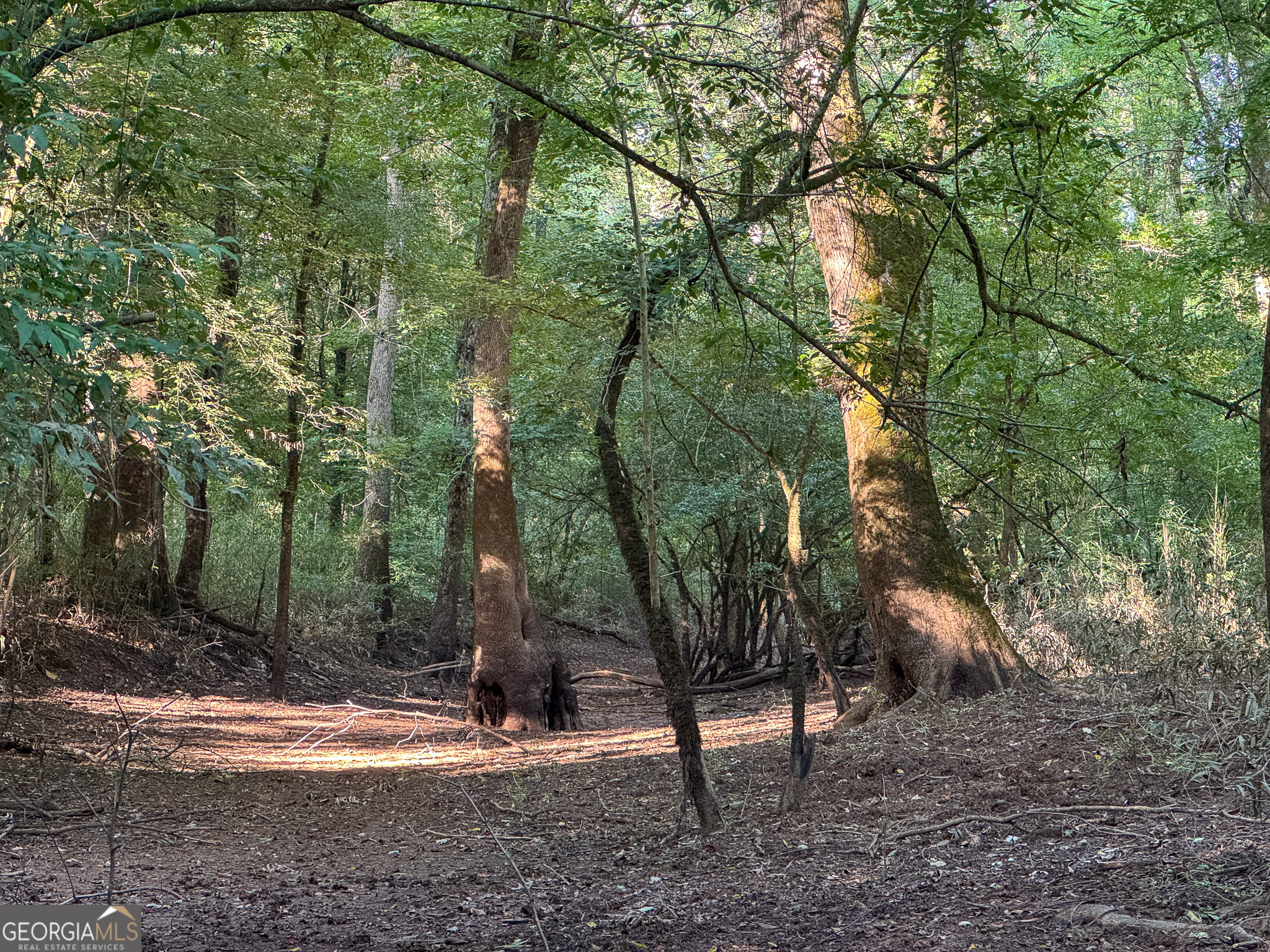 583 Treisch Road Pineview, GA 31071 - Photo 42 of 53 a backyard of a house with lots of green space