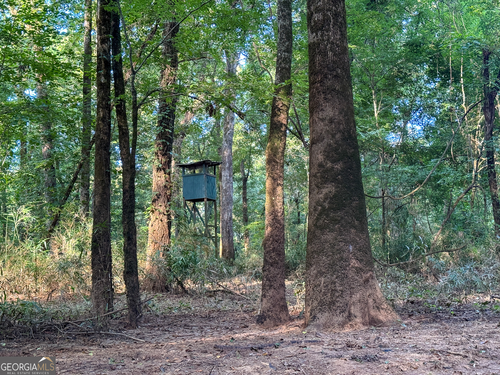583 Treisch Road Pineview, GA 31071 - Photo 44 of 53 a view of a forest that has large trees